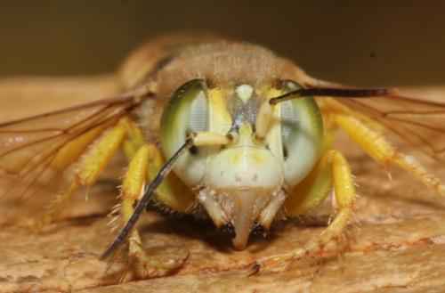 Bembix tarsata